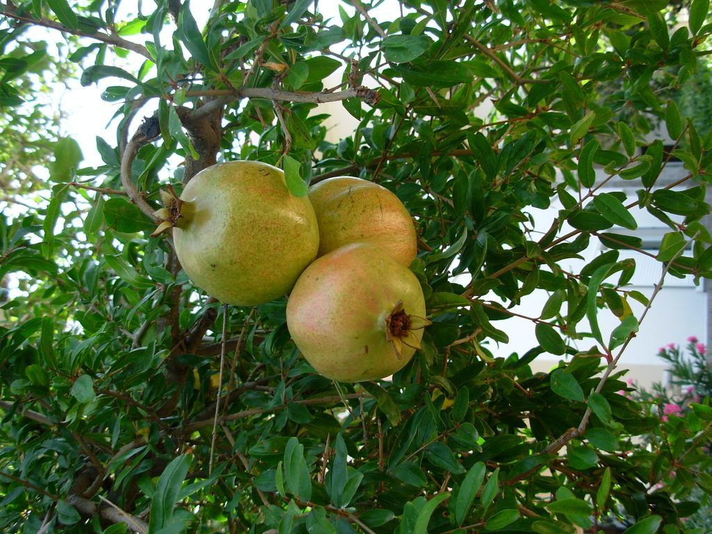 Callista Sea View Or Garden Kissamos Phòng bức ảnh